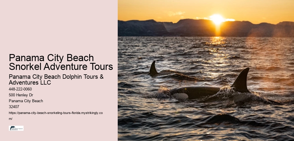 Panama City Beach Snorkel Adventure Tours Panama City Beach Dolphin Tours & Adventures LLC Panama City Beach Snorkel Adventure Tours