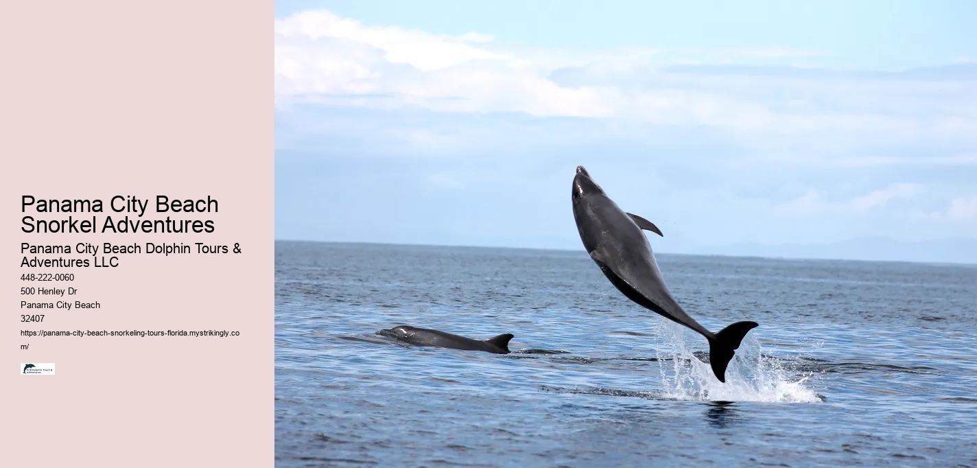 Panama City Beach Snorkel Adventures Panama City Beach Dolphin Tours & Adventures LLC Panama City Beach Snorkel Adventures