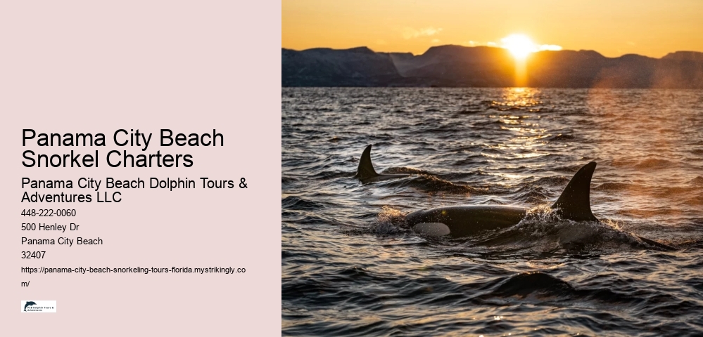 Panama City Beach Snorkel Charters Panama City Beach Dolphin Tours & Adventures LLC Panama City Beach Snorkel Charters