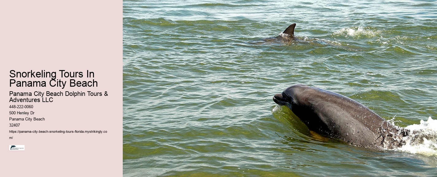 Panama City Beach Snorkeling Tours Dolphin